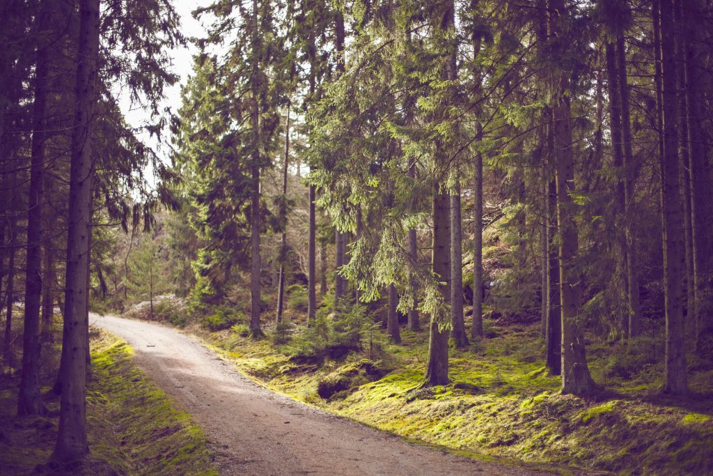 Illustrasjonsbilde av vei gjennom skog