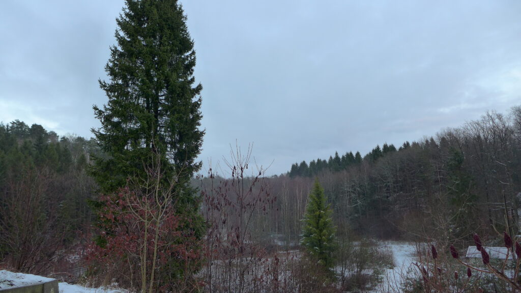 Skog om vinteren